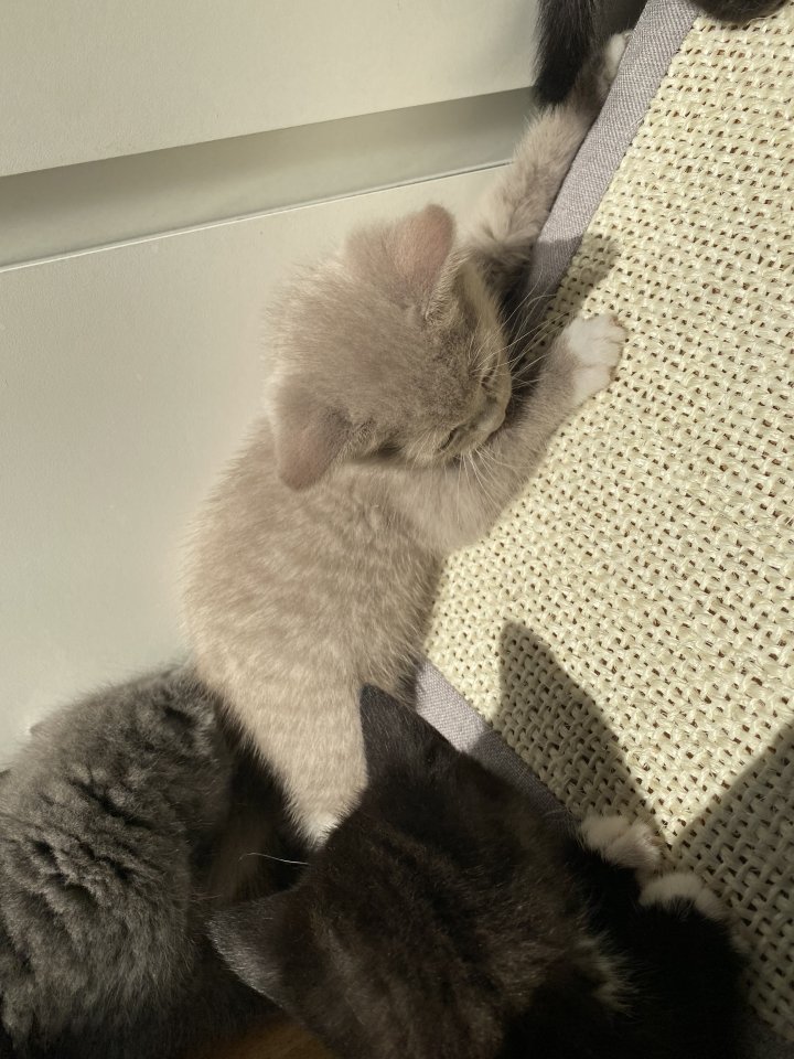 Britisch kurzhaar  kitten  Katze - British Kurzhaar - Troisdorf