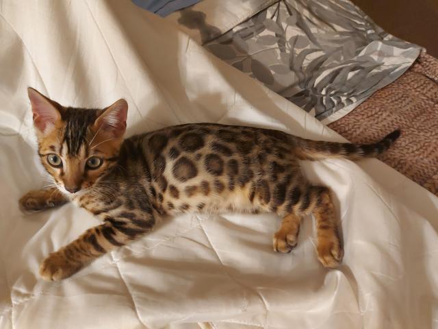 Bengalkätzchen  - Bengal - Preetz