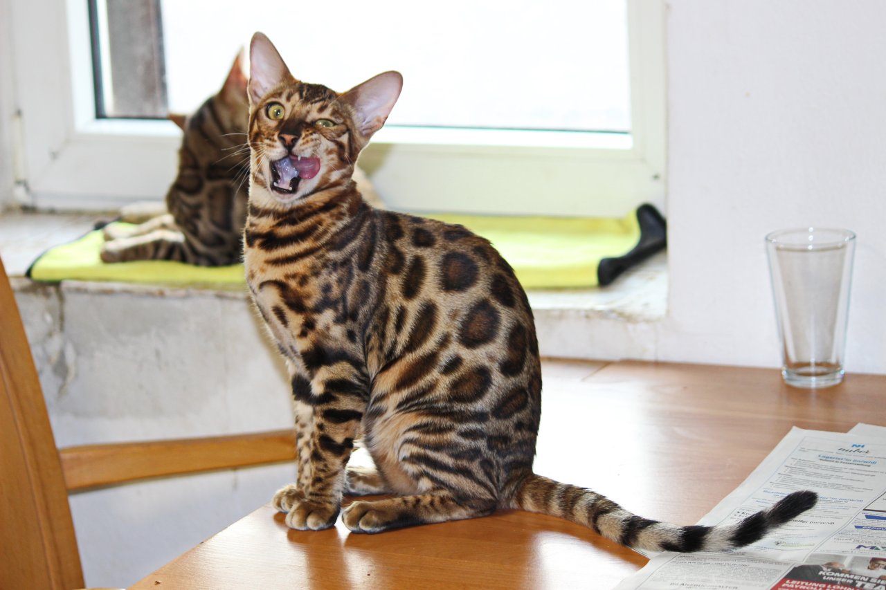 Bengall Katze Benjamin (super Charakter ) - Bengal - Bad Schönborn