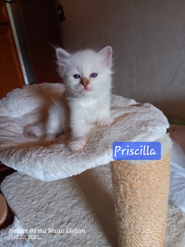 Heilige Birma Kitten mit Stammbaum suchen ein Zuhause - Birma - Burgdorf