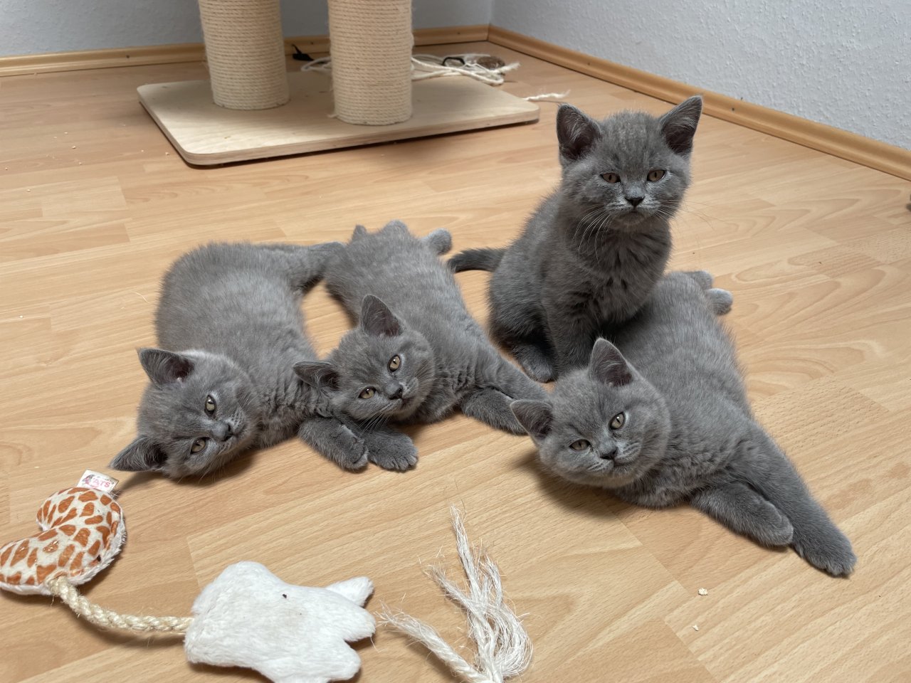BKH Kitten, Britisch Kurzhaar, Katzenbabys, Kitten - British Kurzhaar - Cloppenburg