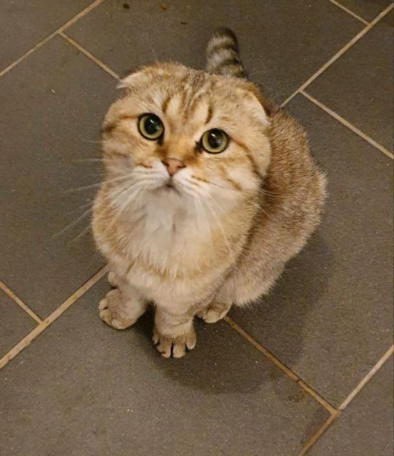 Scotish fold Kater  - Scottish Fold - Georgenthal/ Ot Leina
