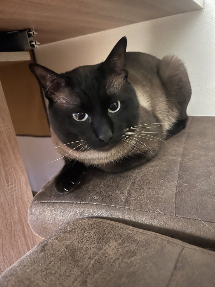 Siam Deckkater Reinrassig - Deckkater - Vlotho