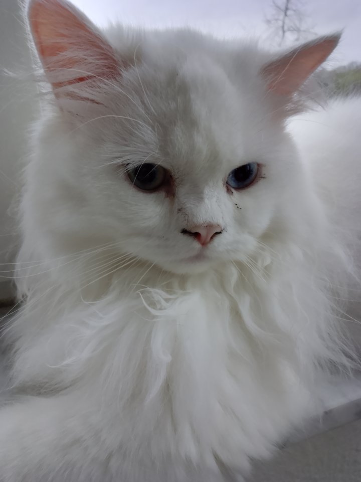 Traumhaft schöner schneeweißer Perserkater mit Nase - Perser - Troisdorf
