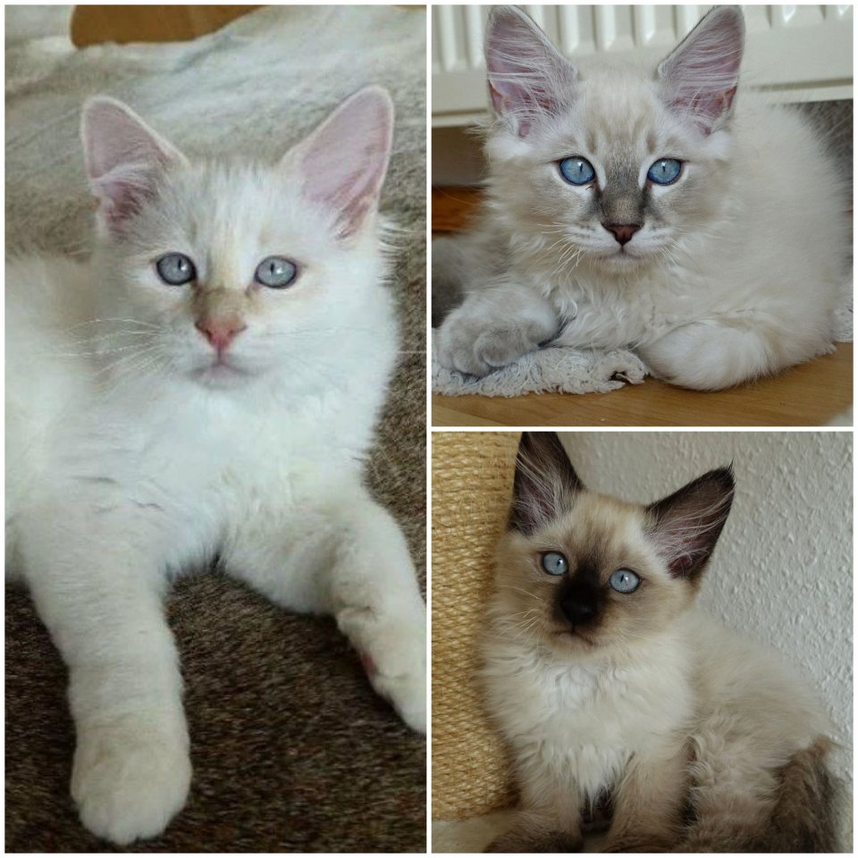 3 Heilige Birma Kitten Freigänger Katzen Kater abholbereit - Freigaenger - Singen