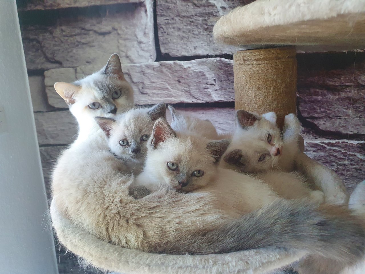 2 Britisch-Kurshaar Kitten abzugeben - British Kurzhaar - Lünen