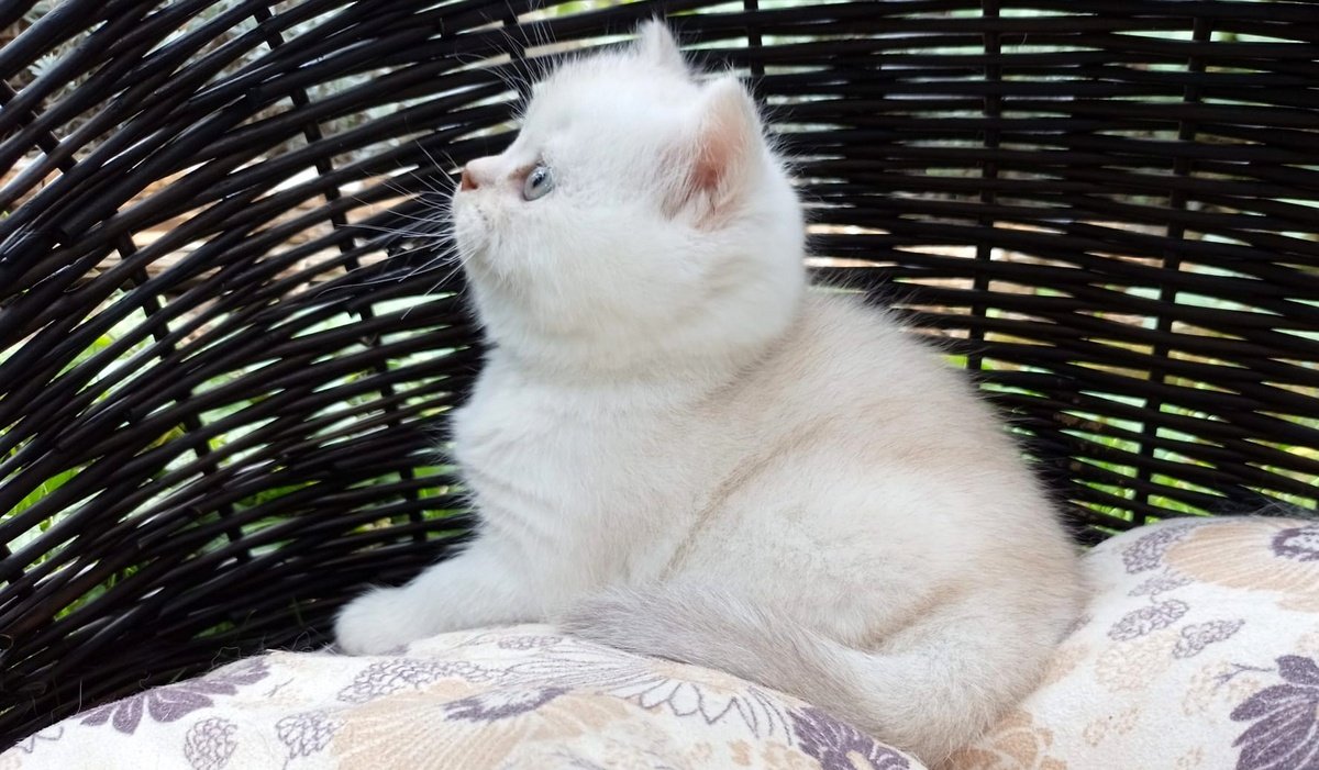 Zwei kleine Schokopralinen suchen ihr Zuhause - British Kurzhaar - Mühlacker-Dürrmenz