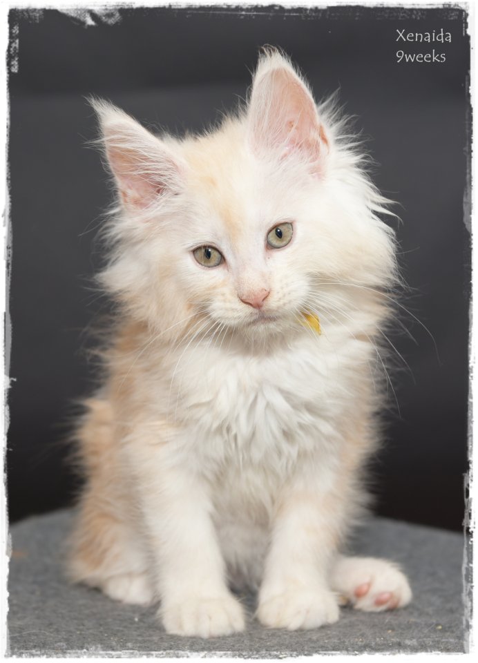 Freundin fürs Leben gesucht ! - Maine Coon - Sinn/Hessen