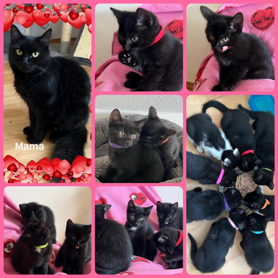 Katzenbabys Katzenkinder Katzen - Hauskatzen - Ronnenberg