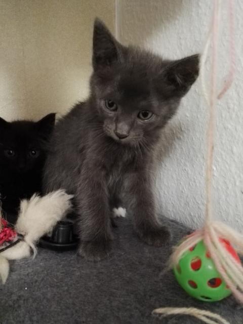 5 Kitten suchen liebevolles Zuhause - Mischling - Viernheim
