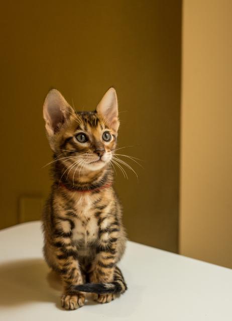 TOYGER letztes Kätzchen - Katzen Sonstige - Nürnberg