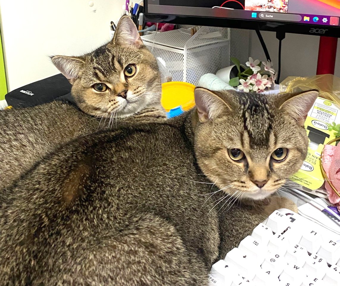 2x BKH Kater Kätzchen Kitten Britisch Kurzhaar aus Dortmund - British Kurzhaar - Dortmund