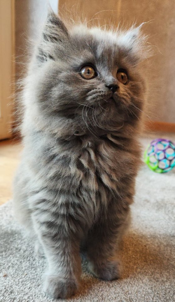 BKH BLH Kitten Junge Britisch Langhaarig geimpft - British Kurzhaar - Bad Harzburg