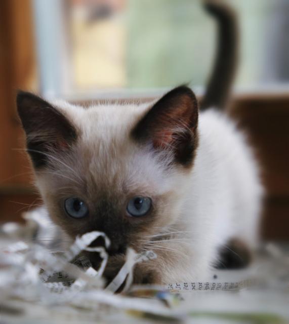 Siam Kitten, entwurmt und geimpft  - Siam - Reichenbach 