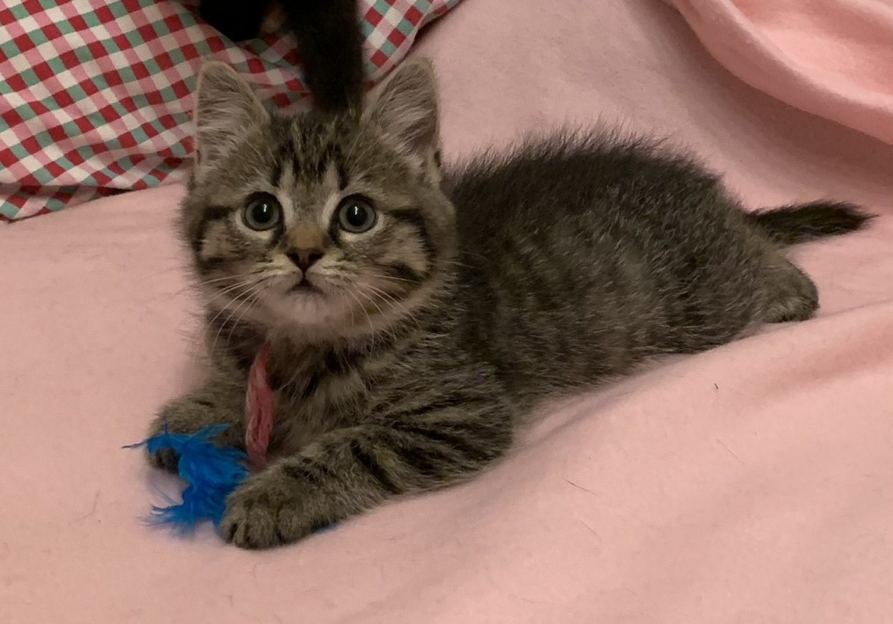 Noch eine Katze und ein Kater suchen ein neues Zuhause - British Kurzhaar - Hagen