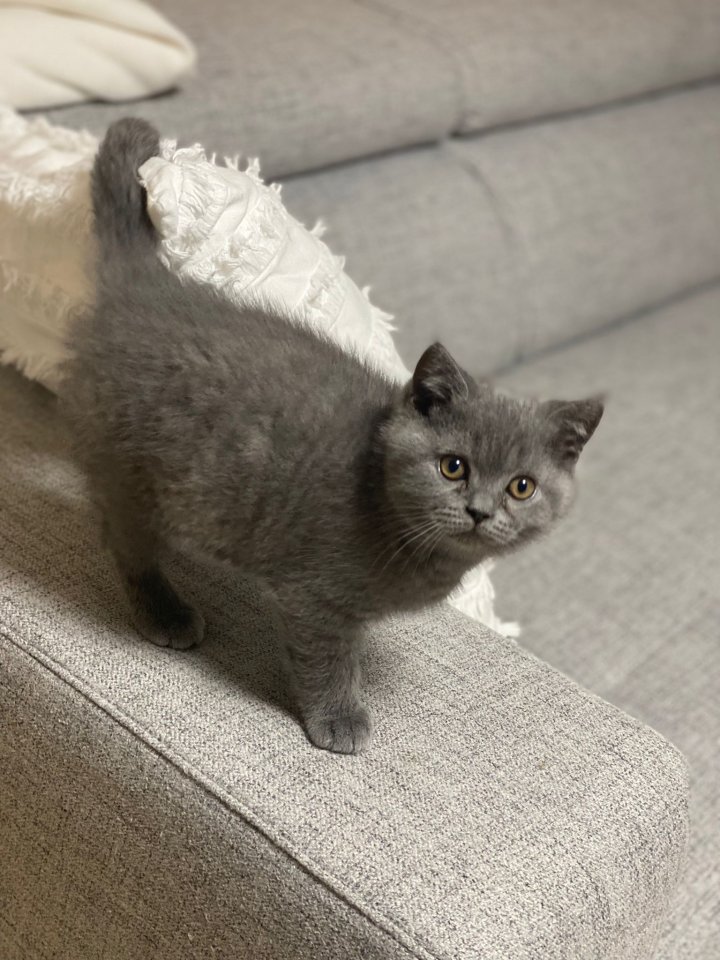 Britisch Kurz Haar BHK Kitten (Kater) - British Kurzhaar - Geretsried
