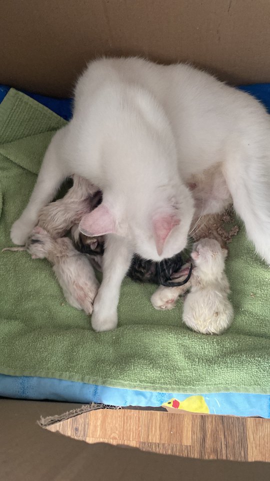 Katzenbabys Kitten … - Mischling - Mönchengladbach