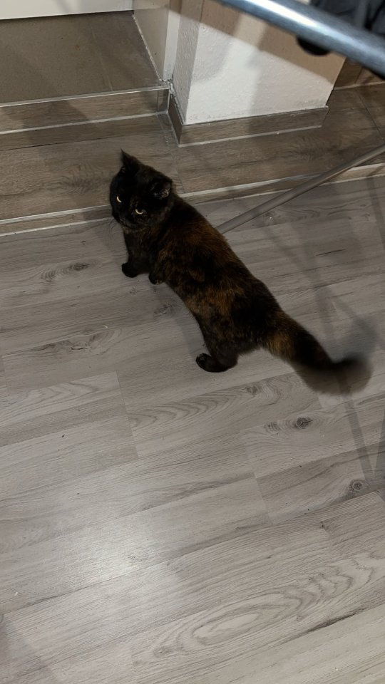Nala (5 Jahre, kastriert) sucht neues Zuhause - Hauskatzen - Rotenburg Wümme