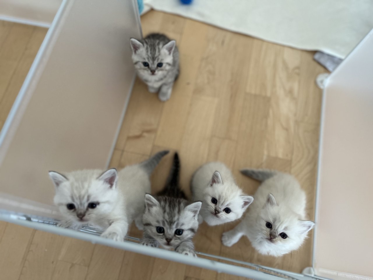 5 Wunderschöne BKH Kitten - British Kurzhaar - Helmenzen 