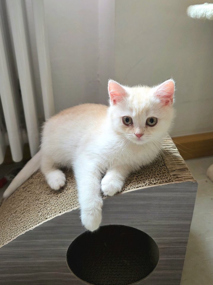 BKH mix Kitten ab sofort abgabebereit - Mischling - Nürnberg