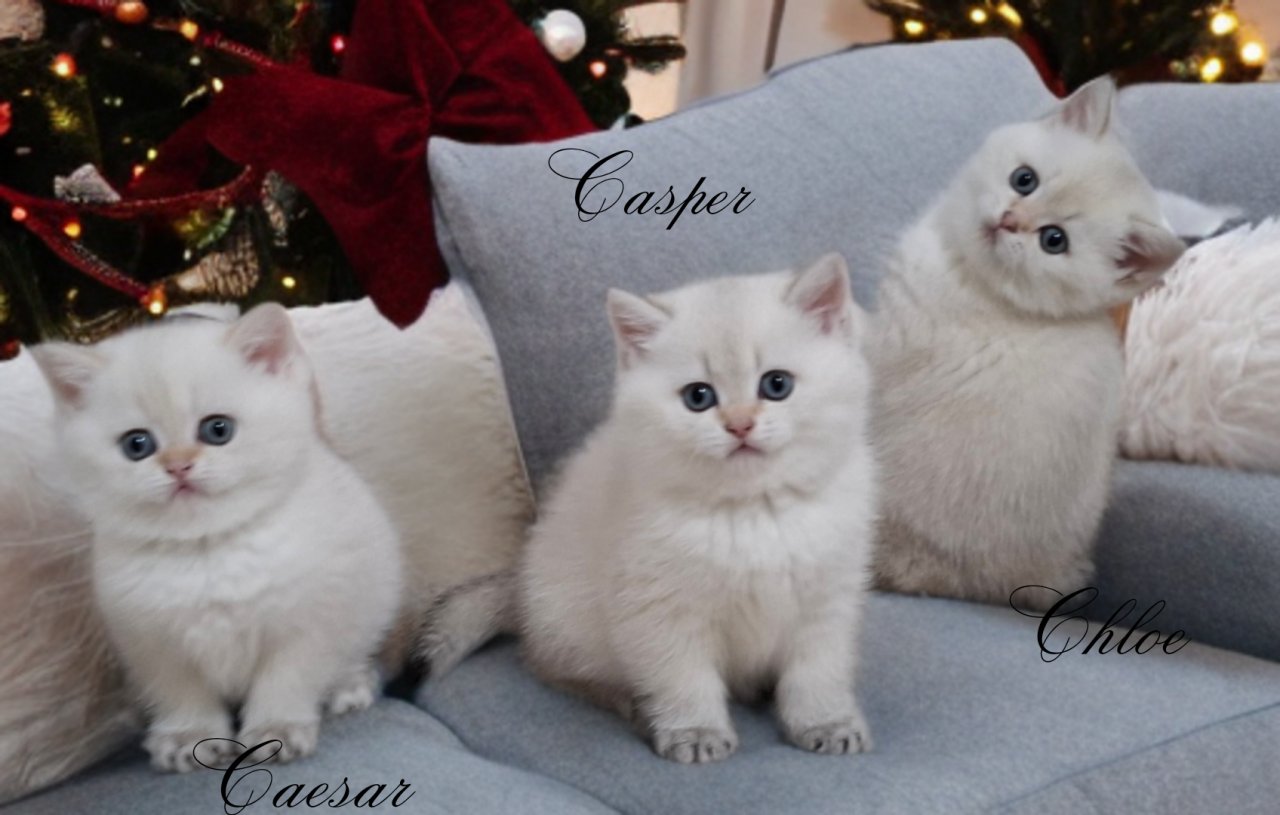 Reinrassige BKH Kitten mit Stammbaum - British Kurzhaar - Tuttlingen