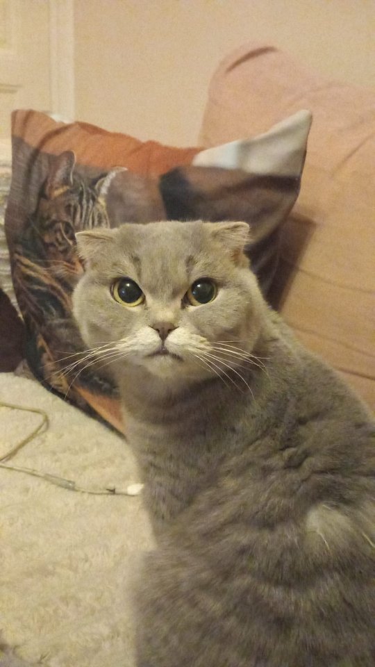 Scottish Fold sucht neues Zuhause - Hauskatzen - Berlin