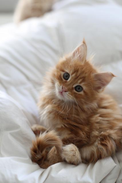 Maine coon Babies zu verkaufen - Maine Coon - Berlin