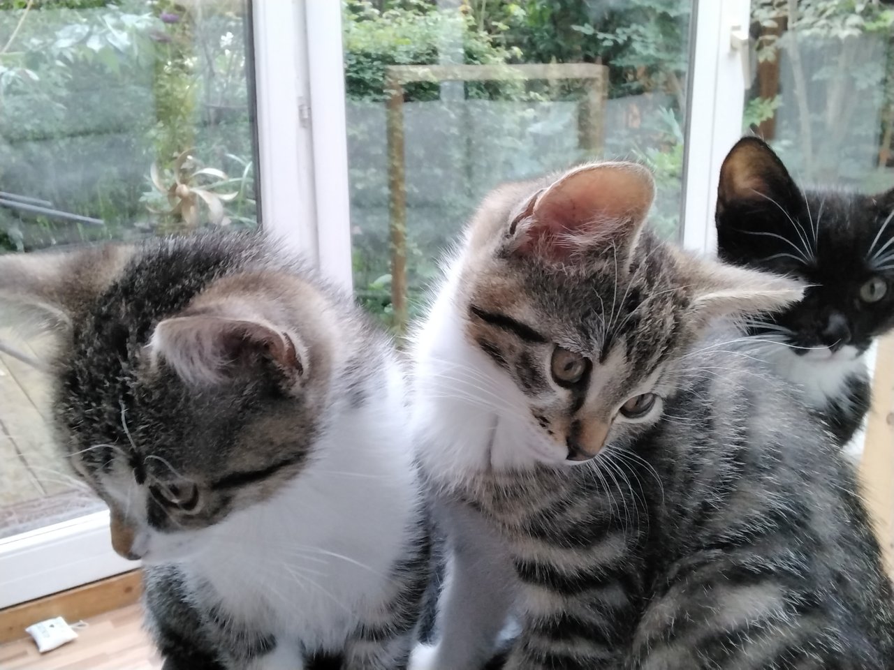 Kitten  grau getigert, Hauskatze - Hauskatzen - Neumünster 