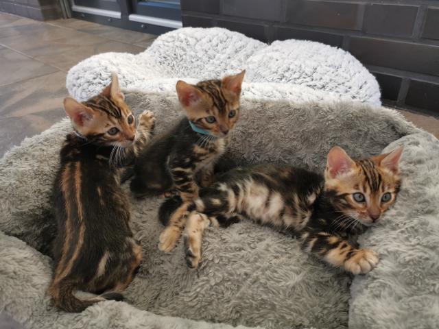 Wunderschöne Kontrastreiche Bengalkitten - Bengal - Emstek