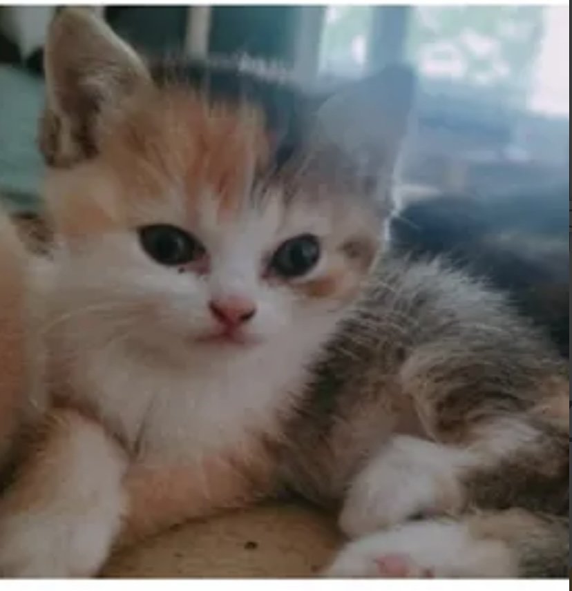 BKH Kitten mit Startpaket ??Auszugsbereit - British Kurzhaar - Gerabronn