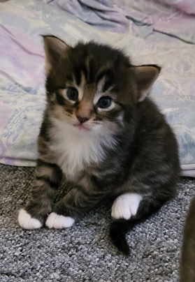 Norwegische Waldkatze Kitten/Baby - Norwegische Waldkatze - Regenstauf