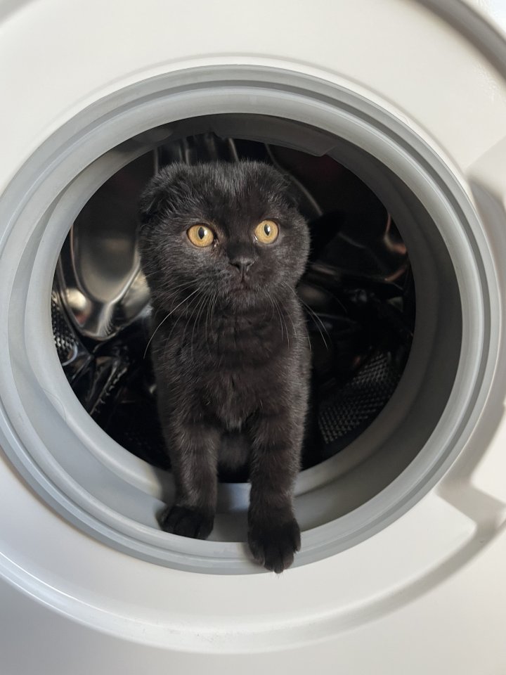 BKH 6 Monate alt Kater - Hauskatzen - Bochum