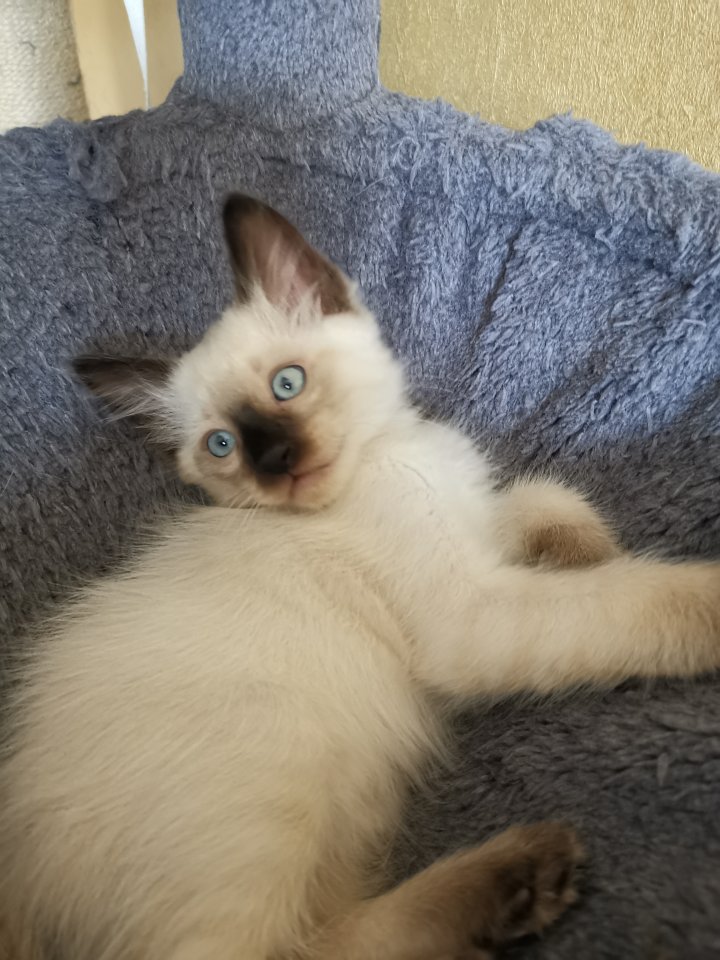 Thai Kitten, Siam Kitten - Siam - Jena