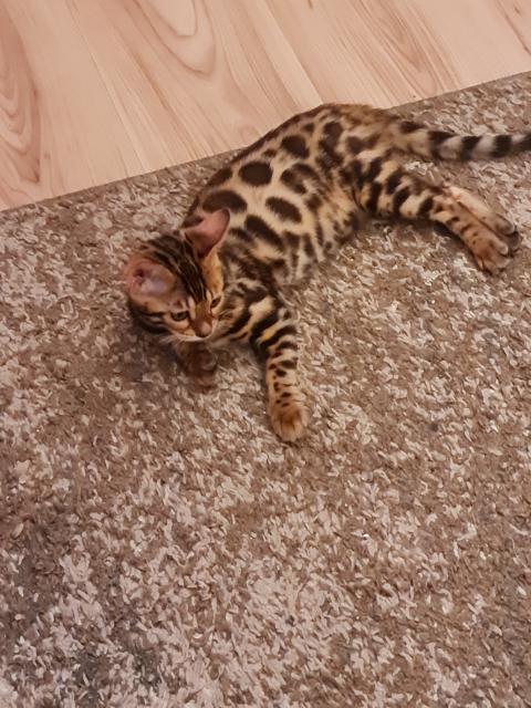 Bengal  katzen  - Bengal - Langen 