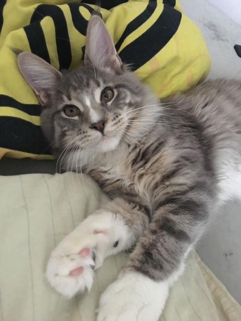 Maine Coon Deckkater Ragnar - Deckkater - Plauen