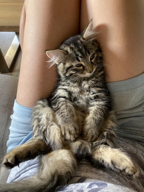Getigerte Babykatzen - Hauskatzen - Krün