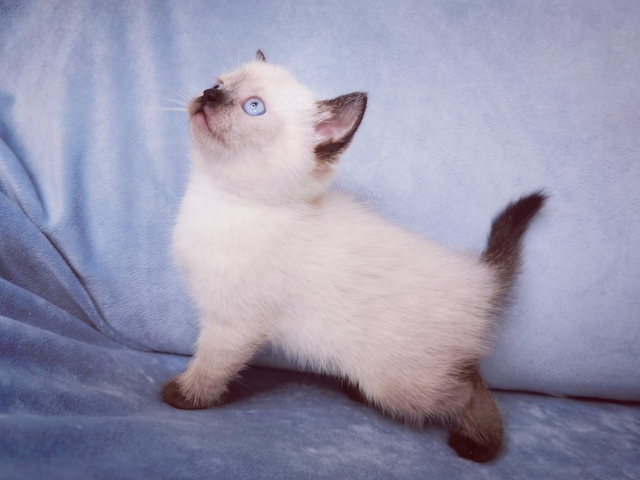 Kitten, Katzen Babys - British Kurzhaar - Saarbrücken