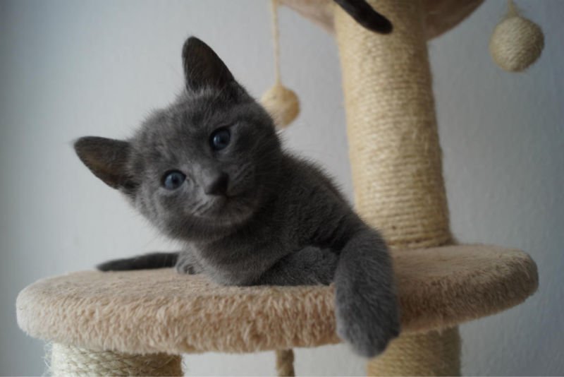 Russisch Blau Kitten mit Stammbaum - Russisch Blau - Munsbach