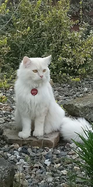 Ragdoll  gesunder Deckkater Sepia/Solids Zeichnung creme / red    - Ragdoll - Schauenburg