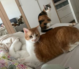 Pixi und Bella - europ. Kurzhaar-Katzen - gechipt und kastriert - weitere Inform - Hauskatzen - Lauf an der Pegnitz