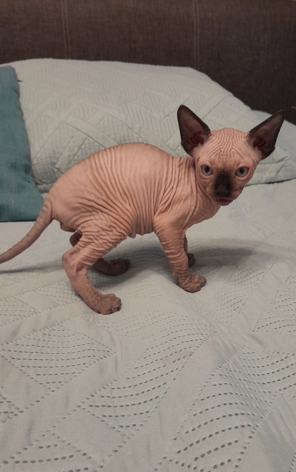 Kanadische Sphynx Kitten - Sphynx - Burghaun
