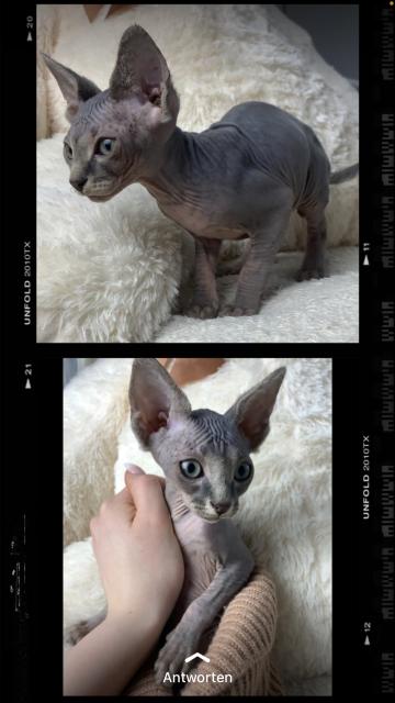 Wir suchen ein neues Zuhause !  - Sphynx - Langenhagen 