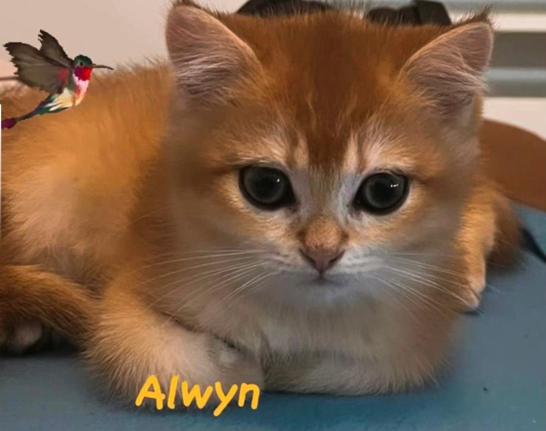 Abgabebereit 2 BKH Kitten Golden Shell mit Stammbaum - British Kurzhaar - Leverkusen