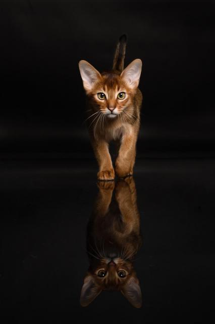 Reinrassige Abessinier Kitten mit Stammbaum - Abessinier - 3212