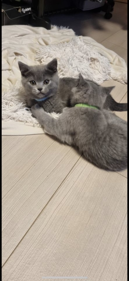BKH Kitten abgabebereit - British Kurzhaar - Plattling