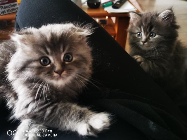 Bkh Kitten /Scottish  - British Kurzhaar - Krefeld
