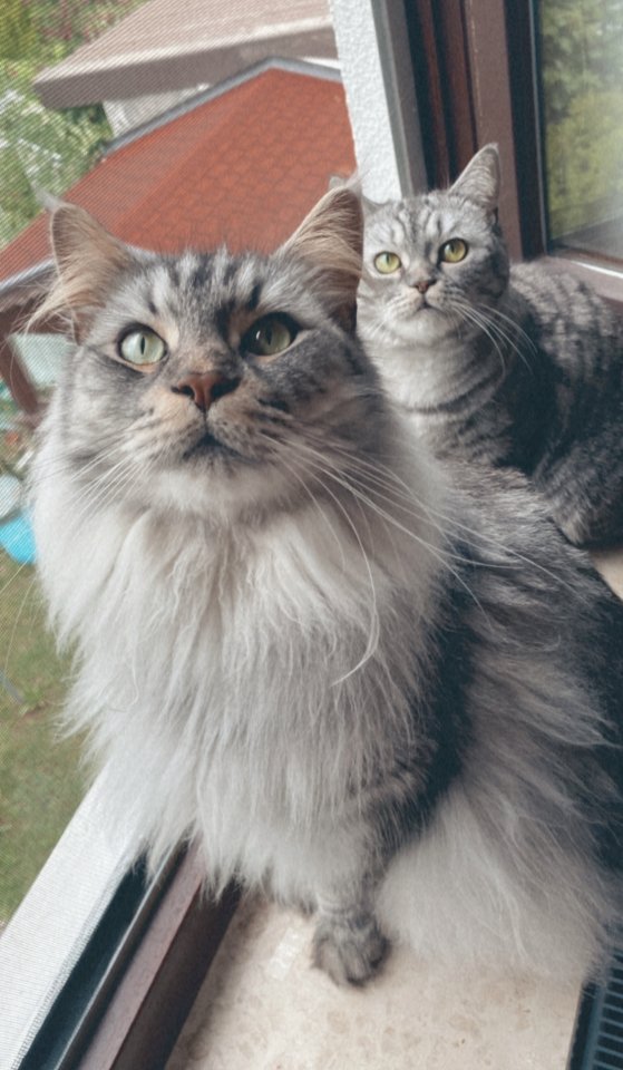 ??DRINGEND NEUES ZUHAUSE GESUCHT?? - Hauskatzen - Mössingen