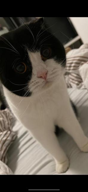Scottish fold/bkh Katzen  - Scottish Fold - Hamburg 