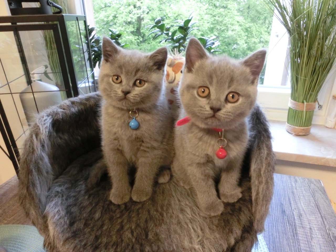 2 zuckersüße BKH Kitten blue,1Katze,1Kater, mit Starterpaket - British Kurzhaar - Lohmann