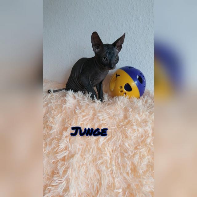 Don sphynx Kitten mit Stammbaum  - Sphynx - Oberndorf am neckar